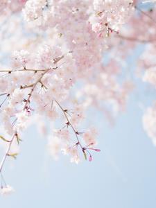 人设cp是什么意思